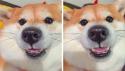     GALERIE – 10 fotek psů Shiba-inu    