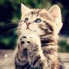     GALERIE – Kočičí modlení    