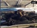 Opice automechanikem