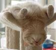       GALERIE – Kočky spící v originální poloze      