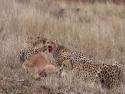       Gepardi ulovili impalu      