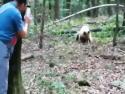        Jak probíhá setkání s medvědem      