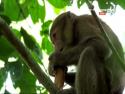       Mladý makak dostal chuť na maso      