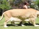       Největší kočka na světě      