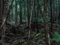     Strašidelné nálezy v lese    