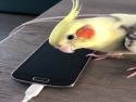      Papoušek napodobuje vyzvánění mobilu      