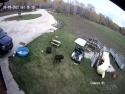     Pes havaroval s golfovým vozíkem    