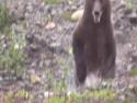     Medvěd grizzly běží proti oběti     