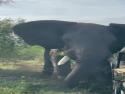     V safari na ně zaútočil slon    