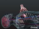     Resuscitace v 3D animaci    