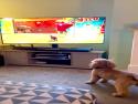     Pes sleduje kočku ve videohře    