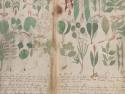       Voynichův rukopis      