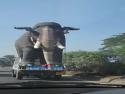     Převoz obřího slona v Indii    