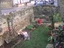     Liška vs. kočka na zahradě    