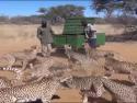    Krmení gepardů v přírodě    