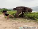     Slon vs. turistka    