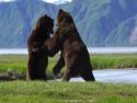     Souboj dvou medvědů na Aljašce    
