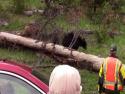     Strážci Yellowstonského parku vs. medvědi    
