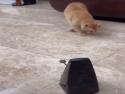     Když se kočka potká s metronomem    
