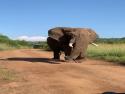     Šťastný slon na procházce    