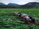       Výlet na vláčku po lotosovém jezeře v Číně      