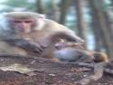     Rodinné drama v říši makaků    