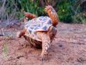       TOP 10 – Nejchytřejší zvířata v zoo      