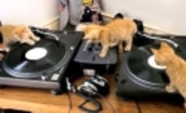 Kočičí DJové