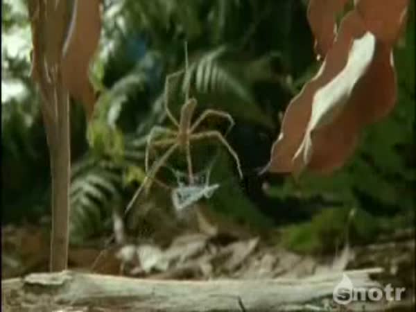 Biologie - Pavouci - rod Dinopis