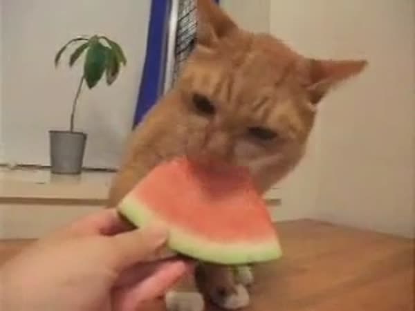 I kočičky mají rády meloun