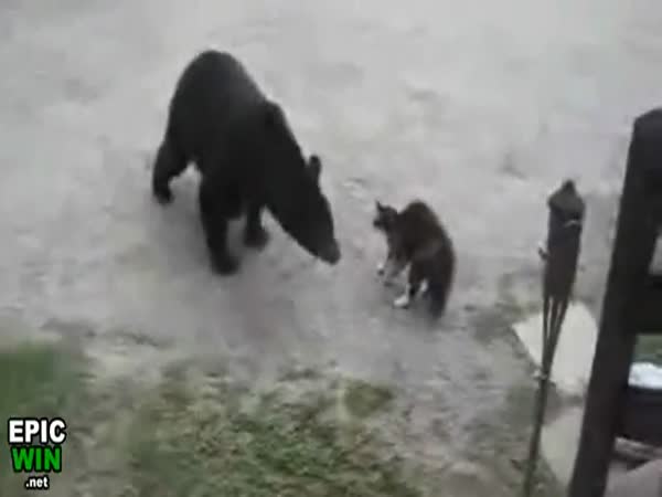 Odvážná kočka vs. Zvědavý medvěd