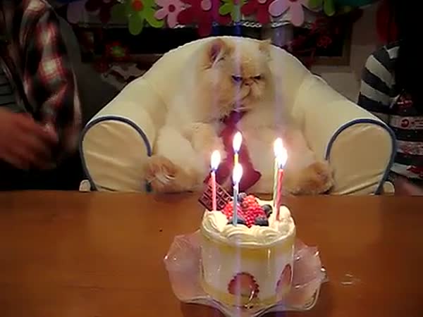 Kočička slaví narozeniny