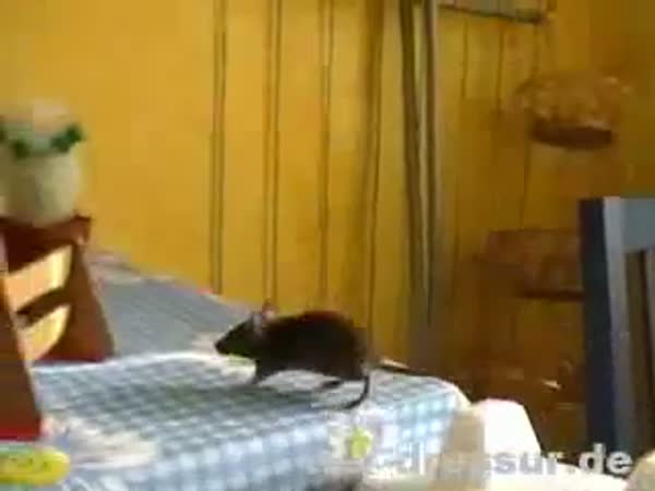 Nejchytřejší myš na světě
