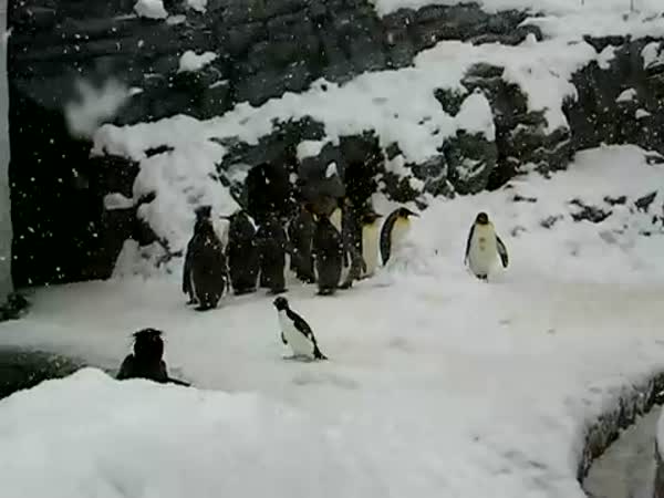 Splašený tučňák