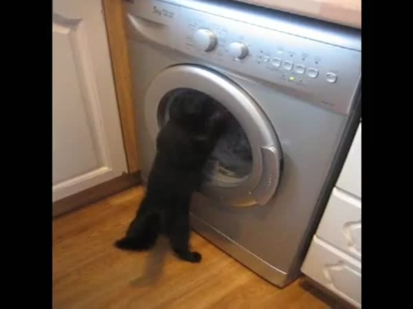 Kočka vs. pračka