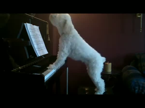 Pes hraje na piáno a zpívá k tomu