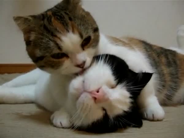 Kočičí láska