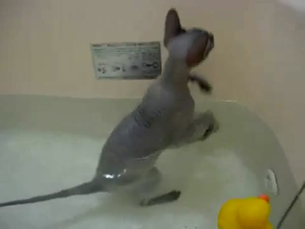 Kočka co miluje vodu