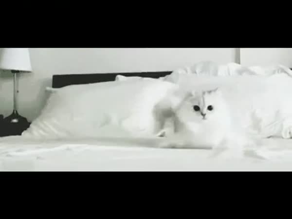 Šílená bílá kočka