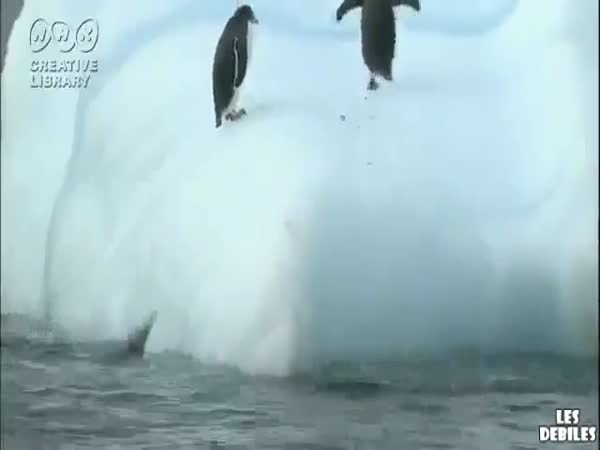 Tučňáci a ledová kra