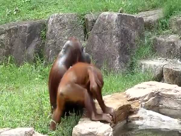 Chytrý orangutan s ručníkem
