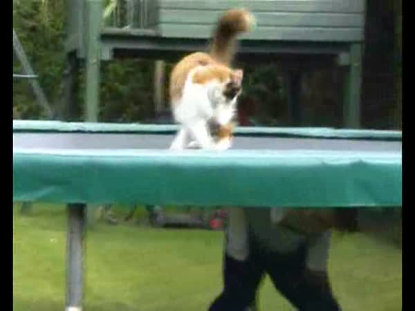 Kočka na trampolíně