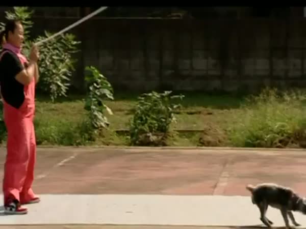 Světový rekord - 13 psů skáče přes lano 