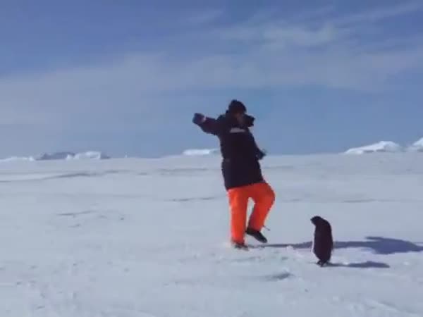 Tučňák útočí