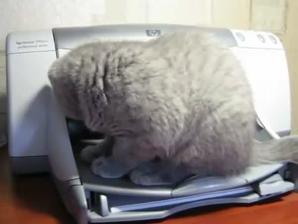 Kočka vs. tiskárna