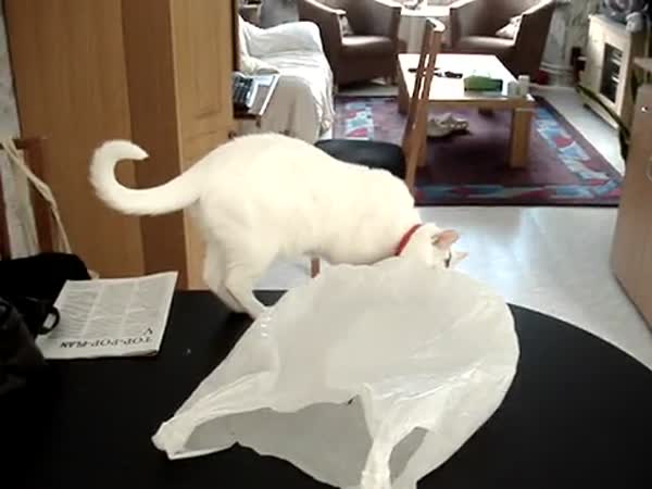 Kočka vs. igelitová taška