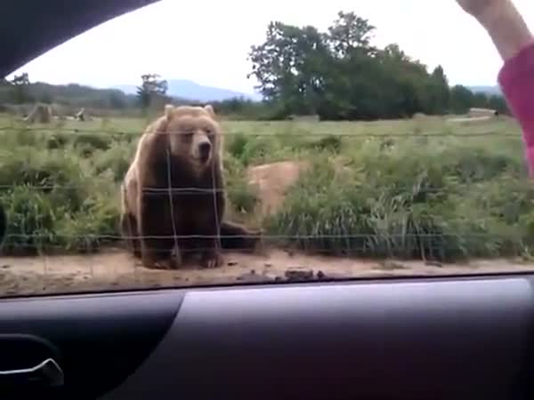 Slušně vychovaný medvěd