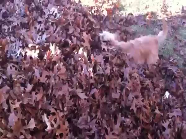 Pes v listí