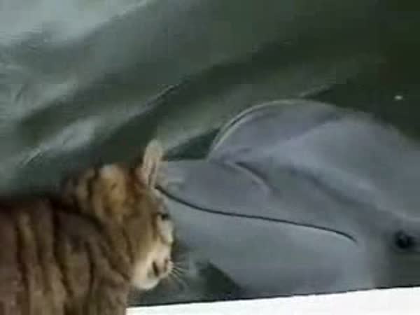 Kočka s delfínem