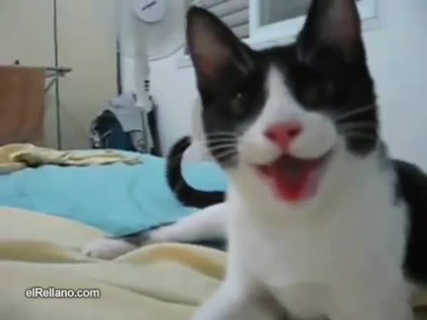 Vysmátá kočka aportuje